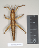 CollectionObject 1558528; NHMUK(SF IMPORT DUPLICATE) 844951, e0b7f367-cf6b-49f5-b95a-5ec7d3ee494e: copyright Natural History Museum, London. male nymph of synonym Eubulides spuria (possible holotype). (CollectionObject).