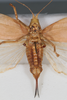 CollectionObject 1505773; a9a2bdcf-6f7e-47c1-88a6-003d3d71616d: female, ventral view (holotype). (CollectionObject).