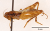 CollectionObject 1523709; f8c0e35e-62b4-47d4-bd1a-191d58e7a3d8: male, lateral view (holotype). (CollectionObject).