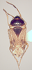 CollectionObject 1595303; bddf8819-b2ef-432a-af16-5e8349363e87: Cryphula humeralis, holotype. (MLP) - (CC BY-NC 4.0) - Photo by Pablo M. Dellapé. Holotype male, Argentina, Córdoba, Dto. Tulumba, Cerro Colorado, XI-1998, Cicchino col. (MLP). (CollectionObject).