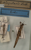 CollectionObject 1556923; 8cec1cb0-48cc-4cb0-b9eb-1a2ea0fa2be9: copyright NMW. male and female (syntypes). (CollectionObject).;CollectionObject 1556924; 86e00e8c-3a14-4baf-8ea3-15a3d66ea607: copyright NMW. male and female (syntypes). (CollectionObject).