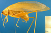 CollectionObject 1500526; 24761f4c-3a59-4dbd-b9a3-c970a3e644f6: male, lateral view (syntype). (CollectionObject).
