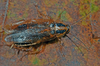 Copyright Paul Brock. German Cockroach, Blattella germanica, female. Captive stock Depicts Blattella germanica (Linnaeus, 1767), an Otu.