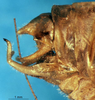CollectionObject 1475812; ab271183-163a-4942-99ae-f3626f01b929: male abdominal apex (syntype). (CollectionObject).