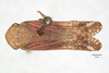 Habitus, dorsal view: (Observation).