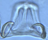 Connective on Coccineasca ponderosa (DeLong & Davidson, 1935): (Observation).