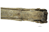 CollectionObject 1596258; 825f9f90-e348-4b8a-a1cc-9df1a3a6136e: copyright NKUM Nankai. female: end of abdomen, ventral view (holotype). (CollectionObject).