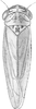Habitus, dorsal view: !! display not done !! on Ophiolix paludosus (Boheman, 1845): Habitus. (Observation).