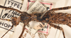 CollectionObject 1558490; aee7fa2c-e916-40b5-aa39-dca83fa57817: copyright UMO. female: head & thorax, dorsal view (holotype). (CollectionObject).