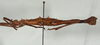 CollectionObject 1557491; 95bc6885-bb4f-468a-b81e-b144536c8e95: copyright USNM, Washington. (CollectionObject).