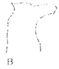 Stylus: !! display not done !! on Cahya chapadensis (Baker, 1923): Stylus. (Observation).