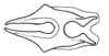 Aleuas uruguayensis Carbonell, 2008: Fig. 33E. cingulum, dorsal view. (Otu).