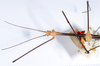 CollectionObject 1560560; 24a9f81f-b1c5-41c3-9fef-8a99e6bdb5b9: copyright ANSP. male: head & thorax, dorsal view (holotype). (CollectionObject).