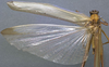 CollectionObject 1505861; c6873a45-57d3-4f4d-a2e2-7e3489534c6a: male, dorsal view (syntype). (CollectionObject).