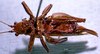 CollectionObject 1503311; MBBJ 3224888, 2a6043ce-6dac-4873-900f-02923f6dff9c: female ventral view (paratype). (CollectionObject).