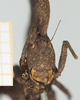 Hymenotes triangularis Westwood, 1837: male, frontal view (syntype). (Otu).