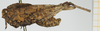 female, lateral view (holotype). Depicts CollectionObject 1582373; a41ea717-d5ea-483c-8d01-f2beb864a33a, NHMUK10924555, a CollectionObject.