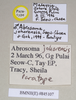 CollectionObject 1563725; 897708d2-cd7d-43bb-9d6c-5b3b03757761: copyright Natural History Museum, London. male, data labels (paratype). (CollectionObject).;CollectionObject 1563726; b4f219c2-e3ce-4411-8fe1-0bdd27be7058: copyright Natural History Museum, London. male, data labels (paratype). (CollectionObject).