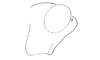 Cloephoracris disrupta Rowell, 1999: Fig. 8C. male head, lateral view. (Otu).