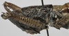 CollectionObject 1541903; 1eea4f76-c1d2-4d3d-8232-a2aa0ba84d81: female pronotum, lateral view. (CollectionObject).