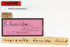 CollectionObject 1558736; 695dc27c-d78b-4c09-9608-1cde57ed85db: copyright MNHN, Paris. male, data labels (syntype). (CollectionObject).