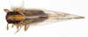 Habitus, dorsal view: !! display not done !! on Muellerianella laminalis (Van Duzee, 1897): (Observation).