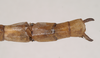 CollectionObject 1558242; 14cb91d8-5b02-48a2-9e8d-2415d0c71000: copyright Natural History Museum, London. female: end of abdomen, dorsal view (holotype). (CollectionObject).