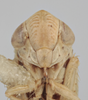 Head on Athysanella (Gladionura) sagittata Ball & Beamer, 1940: Head. (Observation).