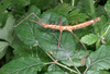 Acanthomenexenus polyacanthus (Dohrn, 1910): copyright Paul D. Brock. female, in culture (ex. Sangihe Is.). (Otu).