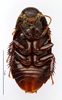 CollectionObject 1587522; MNHN(SF IMPORT DUPLICATE) MNHN-EP-EP819, ec99d7a1-4a67-4af9-90af-1a48d4a4e640: CC BY-NC-ND 4.0/MNHN - Depraetere Marion - 2014. Paratype, female, of parvus Grandcolas & Park, 2005. Specimen number: MNHN-EP-EP819. http://coldb.mnhn.fr/catalognumber/mnhn/ep/ep819. (CollectionObject).