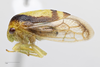 Habitus, lateral view: !! display not done !! on Atymna querci (Fitch, 1851): (Observation).