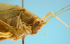 CollectionObject 1542780; 7014cd85-09ea-4faa-a04d-82b016c177d7: male, pronotum and head lateral view (holotype). (CollectionObject).