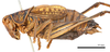 CollectionObject 1575344; 0900aada-77ce-488b-9568-2b73bbd56bd0: male, lateral view (syntype). (CollectionObject).