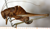 female, lateral view. Depicts CollectionObject 1532990; e499390f-2cd6-410f-9d3a-aecf5a489a6c, a CollectionObject.
