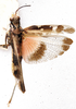 Acrotylus junodi Schulthess, 1899: dorsal view. (Otu).