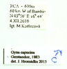 Gyna capucina Gerstaecker, 1883: (Otu).