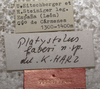 CollectionObject 1506653; 901e55b8-1f42-46cf-9de6-5f481c3b4d95: labels (paratype). (CollectionObject).