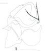 Aedeagus, lateral view on Decipha dominicensis (Spinola, 1839): (Observation).