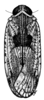 Habitus, dorsal view on Catonia haitiensis Dozier, 1931: (Observation).