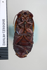 CollectionObject 1573022; d28d8641-21e6-4910-a842-c0d00e40e1ba: Copyright NHM, London. Male: ventral view, non-type. (CollectionObject).