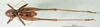 CollectionObject 1502683; ca7f1850-c99c-471f-ac8d-d4ad8cab7d88: male, ventral view (paratype of Platycleis moldavica). (CollectionObject).