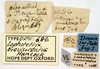 CollectionObject 1521869; OUM 686, f4621b79-b2c1-473a-a870-b1f76cd2582f: labels (holotype). (CollectionObject).