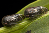 Live specimen: !! display not done !! on Vanduzea arquata (Say, 1831): (Observation).