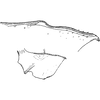 Pygofer appendages on Czarnastopa niepewna Dworakowska, 2011: Pygofer appendages. (Observation).