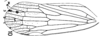 Forewing: (Observation).