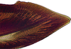 Second valvula of ovipositor on Coarctana vilavelha Domahovski & Cavichioli, 2023: Female paratype [DZUP]: apical portion of second valvula, lateral view. (Observation).
