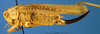 CollectionObject 1500532; 46fa0c63-8ae2-4ccc-b25c-f2f177273b66: female, lateral view (syntype). (CollectionObject).