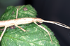 Agamemnon cornutus (Burmeister, 1838): copyright P.D. Brock. Agamemnon cornutus female: head and thorax (culture stock, ex. Tortola Is. on bramble Rubus fruticosus). (Otu).