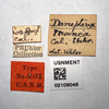 Other on Danepteryx manca Uhler, 1889: (Observation).