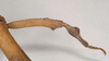 Lonchodes brevipes Gray, 1835: copyright Natural History Museum, London. female: mid leg of synonym Lonchodes pterodactylus (syntype). (Otu).